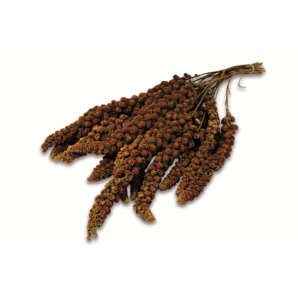 Imported image for article 4373